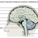 Sagittal section of brain Brain based business 이미지