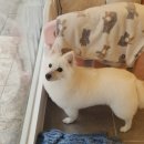 모니카애견 이미지