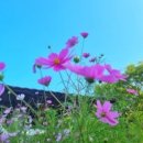 단풍세탁 이미지