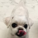 개-1번지 이미지