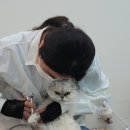 온리애옹 이미지