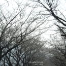 꽃피는봄이오면 이미지