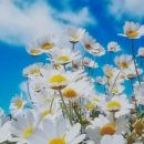 (주)이호 이미지