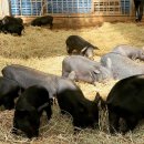 순진축산 이미지