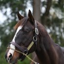 에스빠스 | 간략하게 전해드리는 세계 경마 소식 11 (by 슈퍼 토스카나)