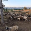 한국염소연구소 이미지