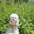 퍼피 비비드 강아지분양 하남미사본점 이미지