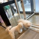 펫밀리쌀롱 이미지