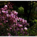 야생화펜션 이미지