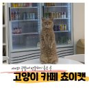 카페쵸이 - 창원시 진해구 여좌천로 158-12 | 봉명동 대형 고양이 카페 <쵸이캣> 초등학생 아이와 방문 솔직 후기