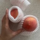 (주)아트팜 | 🍑농라 복숭아 및 다른 곳 복숭아 후기
