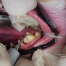 목동찬동물의료센터 이미지