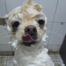 윤앤퍼피 이미지