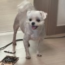 콩이네 민박 이미지