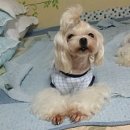 카라말티즈 네이버블로그