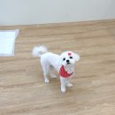 네추럴 그루밍 이미지