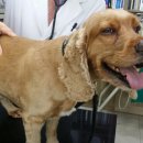 홍상희동물병원 이미지