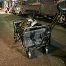 탄스 | 쿠팡 개인정보 털린 대가로(?) 만 원에 업어온 탄스트라이더 직구 웨건 실사용 후기 (feat. 엄마의 거부권)