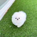 부산강아지분양 테디럽 명지본점 | [공지] 부산 강아지 분양 테디럽/🌸4월 봄맞이 이벤트🌼착한 분양가로 예쁘고 건강한 강아지들을 만나보세요❤️