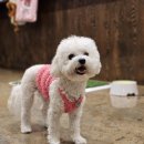 만배네 애견카페 이미지