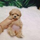 예쁜강아지 이미지