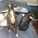 멍스타그램 이미지