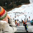 양지유황 티스토리