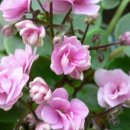 바이올렛 이미지