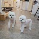 럽독 이미지