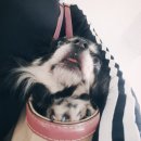 어여쁘개 이미지