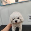 애견미용실 이미지