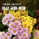 백두봉삼계탕 | 마산 국화축제 주차장 정보, 국화 개화 상황(11월 4일 방문)