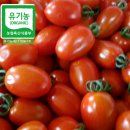 아삭달콤 유기농 대추방울토마토 3kg2kg10분만 한정판매 이미지