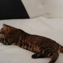 소유뱅갈캐터리 이미지