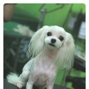 나나 펫 살롱 이미지