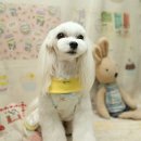 스타일독 이미지