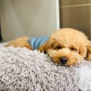 곰스살롱 이미지