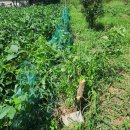 내남농장 이미지