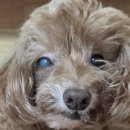 우리메디칼 | 김포 장기동 동물병원 FM우리동물메디컬센터 급성녹내장 치료 후기