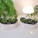 나의 작은 정원-홈 가드닝 | 홈가드닝 초보도 성공! GREENEO 이끼 테라리움 화분 플랜테리어 DIY 키트