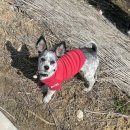 메이 동물병원 | 친절하고 과잉진료 없는 청주 &lt;메이동물병원&gt; 강아지 스케일링 후기 비용