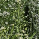 영채농장 이미지