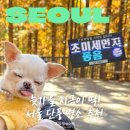 퍼피당강아지 안산본점 | 늦가을 지금이 딱! 서울 단풍 명소 추천 홍제폭포 근처 안산자락길 산책 코스