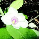 산목련 Daum카페