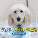 미소메디컬센터 | 안산 대형견 강아지 스케일링 치료 치주염 치아파절 후기