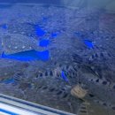 김해횟집화장실 | 다이어트 중엔 회 괜찮잖아요? 김해 삼대도매횟집 솔직후기🐟