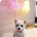 꽃다비펫 이미지