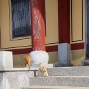 대두리 | 서산 가을단풍명소 도비산과부석사