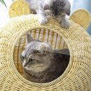 캣 레이크 이미지