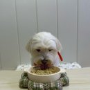 커몽커몽펫 | [씽크라이크펫] 건강한 화식 생식 자연식 강아지화식추천 강아지생식추천 강아지간식추천